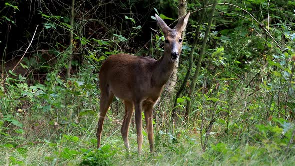 Roe deer in forest, Capreolus capreolus. Wild roe deer in nature.