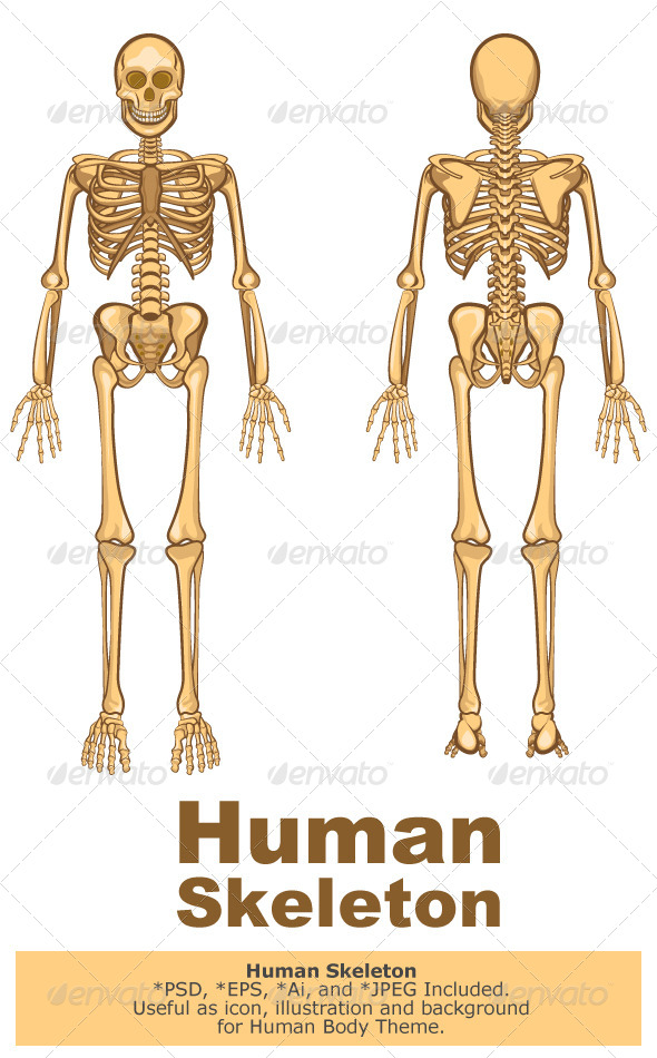 Human Skeleton Vector Illustration - People Characters