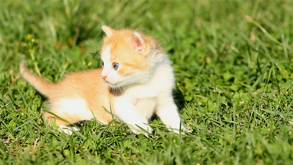 Kitten Baby