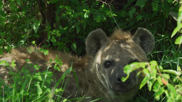 Hyena resting in the shade alt