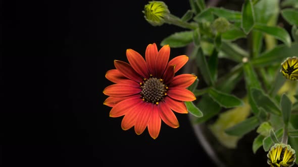 Coral Osteospermum Blooming Red African Daisy