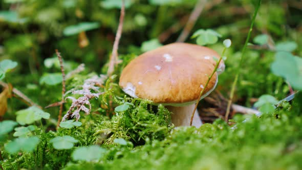 Mushroom Picker Cuts a White Fungus in the Forest alt