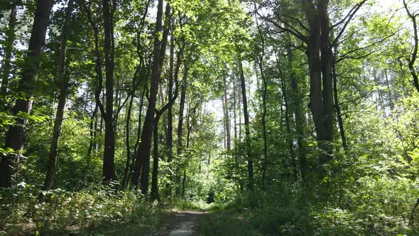 Slow Motion View of Green Forest By Day alt