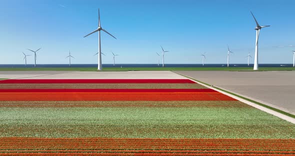 Aerial view of tulip field and wind farm, Flevoland, Netherlands alt