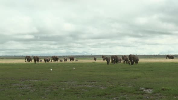 African Elephant (Loxodonta africana)  family sauntering over the grasslands, Amboseli N.P. Kenya. alt
