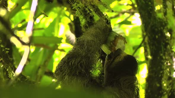 Three-toed Sloths Eating Cocoa on a Branch
