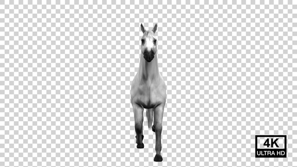 Horse Start Galloping To Stop Front View alt