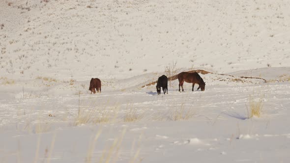 A Herd of Horses in Winter