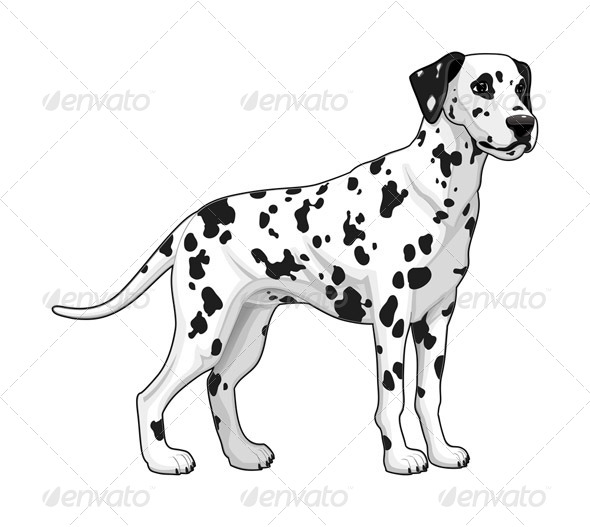 Dalmatian - Animals Characters