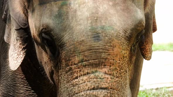 Elephant walking towards to you in closeup at a zoo alt