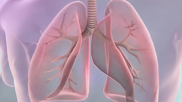Bronchopulmonary segmental anatomy. Lung cancer alt
