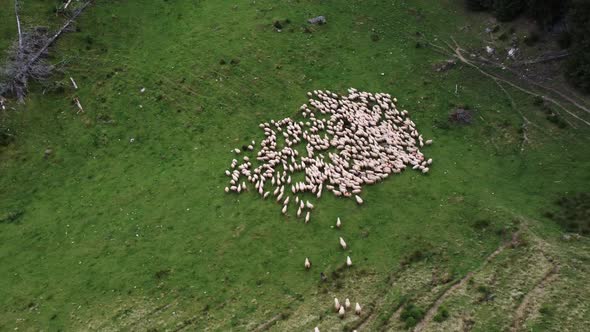 Freerange Flock of Sheep on a Mountain in Romania Aerial View of Herding Sheep