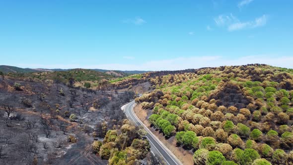 Aerial drone view of burned forest next to the road. Dark land and black trees caused by fire.