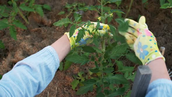 Woman Gardener in Gloves Working in the Garden in the Backyard Firstperson Experience alt