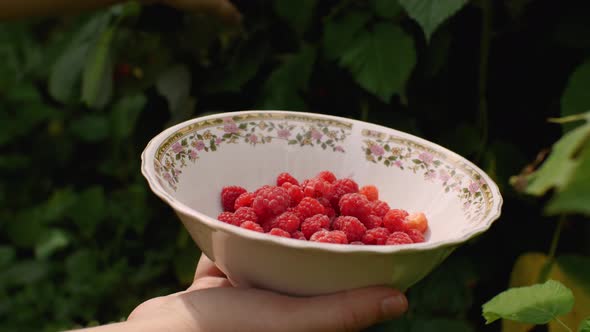 Closeup of a Woman's Hand Holding a Saucer with Plucked Raspberries alt
