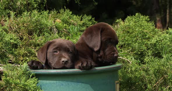 Brown Labrador Retriever, Puppies Playing in a Flowerpot, Normandy, Slow Motion 4K alt