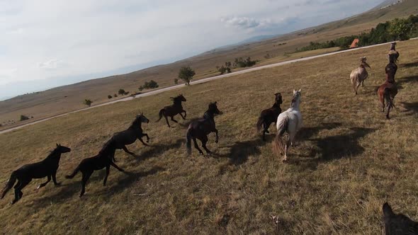 Aerial FPV Drone Flying with a Large Herd of Wild Horses Galloping Fast Across Steppe alt