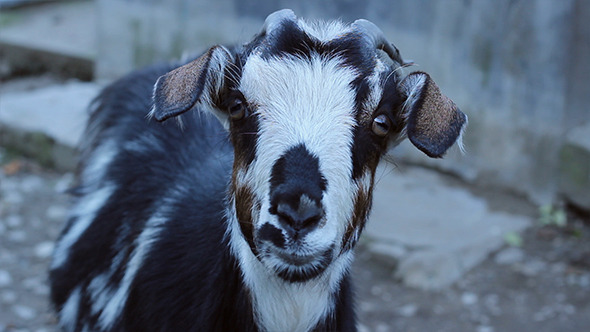 Staring Goat, Stock Footage | VideoHive