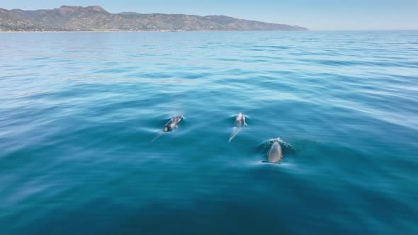 Drone Footage of Pacific Coastal Area with Rocky Landscape and Sandy Beach alt