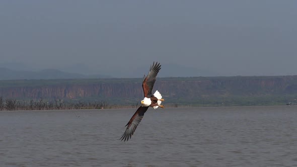 980275 African Fish-Eagle, haliaeetus vocifer, Adult in flight, Fish in Claws, Fishing at Baringo La alt