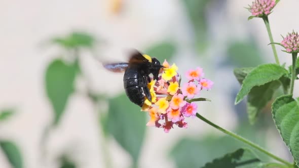 A Bumblebee collects Nectar from a Flower, slow-motion footage
