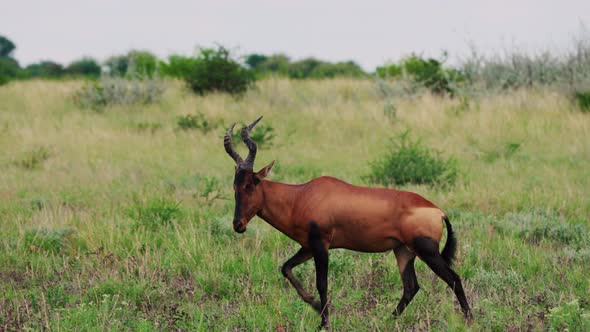 Magnificent Red Hartebeest Walking In The Green Grassland Of Central Kalahari National Park, Botswan alt