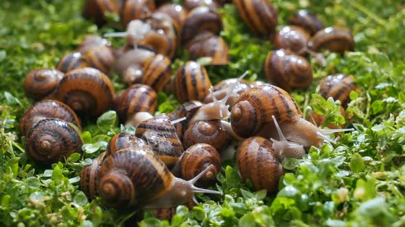 Snails Eat Greens Close Up