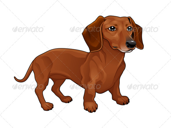 Dachshund. - Animals Characters