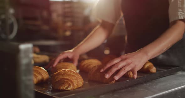 Animation of hands of asian female baker arranging croissants on tray alt