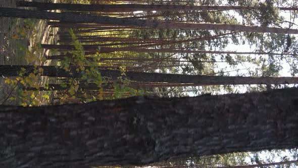 Vertical Video Autumn Forest with Trees in Ukraine Slow Motion alt