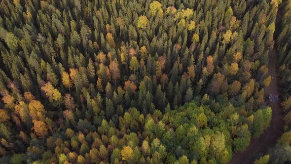 Summer Early Autumn in Forest Aerial Top View