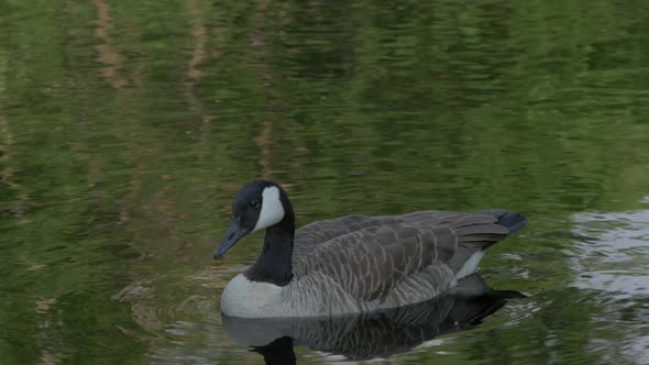 Close up view of a goose swimming alt