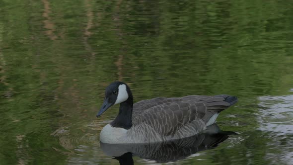 Close up view of a goose swimming