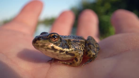 Close up shot of Common Brown Frog sitting in human hand during sunny day outdoors alt