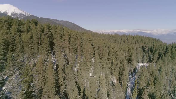 Drone Above a Mountain Forest 