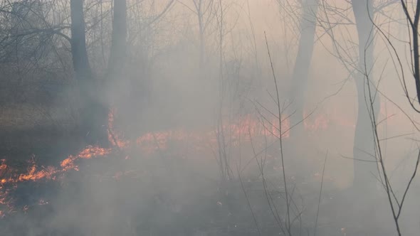 Fire in the Forest Burning Dry Grass Trees Bushes Flame and Smoke Wildfires alt