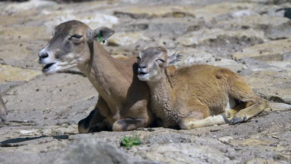 Portrait shot of Baby Mouflon and Mother chewing food in nature during sunlight - Relaxing outdoors alt