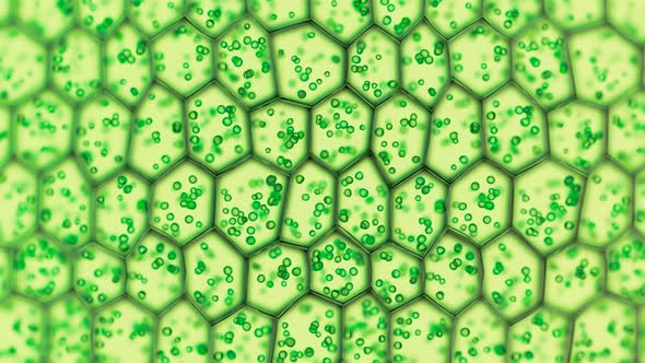 Generic green plant cells under a microscope. Seamless looping animation. alt