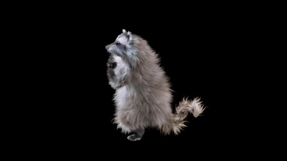 Raccoon Dancing HD alt