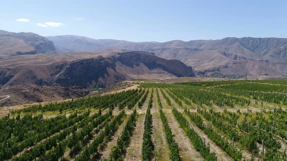 Drone flying over the straight rows of the green vineyards.