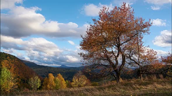 Autumn landscape, tree bent in the wind. Falling leaves. Clouds in the blue sky. Windy weather. alt