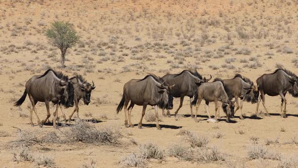 Blue Wildebeest Walking In A Row