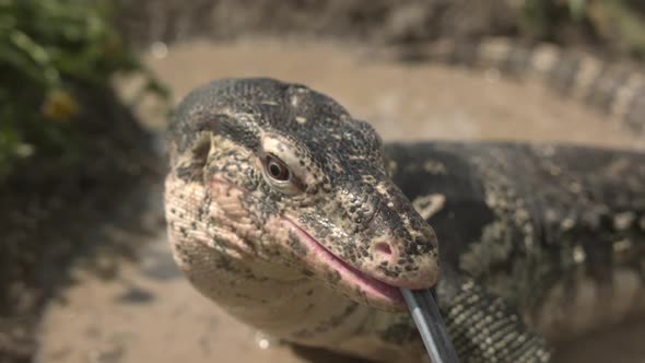Water monitor lizard slow motion face in water alt