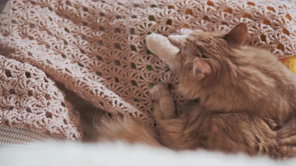 Cute Ginger Cat Licking on Beige Knitted Fabric. Fluffy Pet in Cozy Home. alt