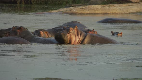 Hippos in a river alt