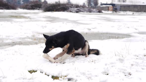 Black Dog Eating Food On The Snow. Dog Chewing A Bone