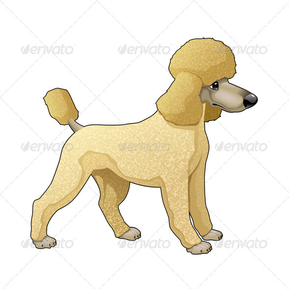 Poodle - Animals Characters
