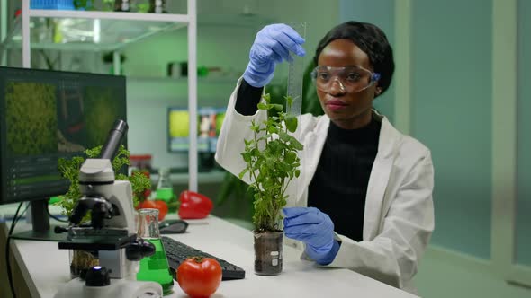 African Researcher Measure Sapling for Botany Experiment alt