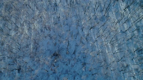 Aerial Winter Mountain Landscape of a Frozen Forest with Snow and Ice Covered Trees on a Sunny alt
