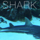 Shark Underwater - VideoHive Item for Sale